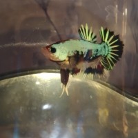 IKAN LAGA BETTA MARBLE
