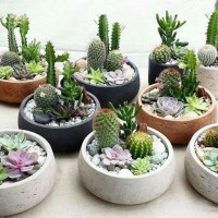(MCSG) MINI CACTUS SUCCULENT GARDEN IN CEMENT PLANTER POT KAKTUS POKOK HIDUP RANDOM IMPORTED TANAH BAJA ORGANIK